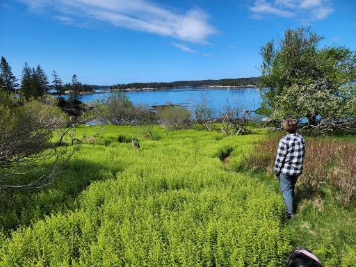 A long weekend at Long Cove